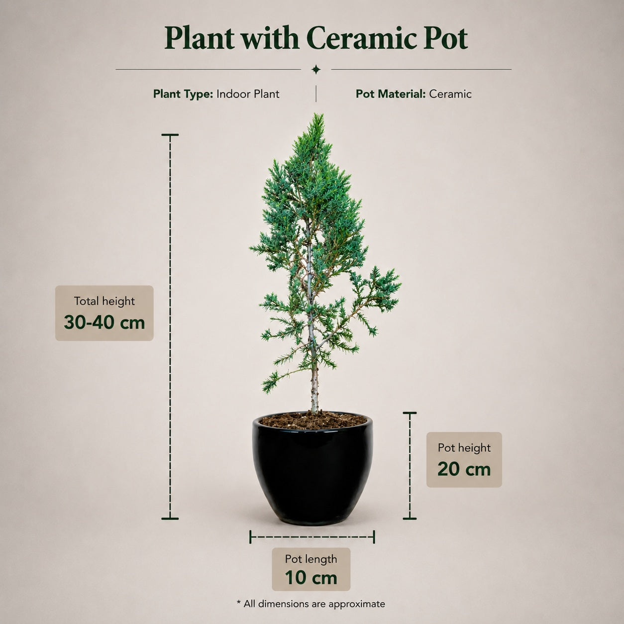 Juniper Bonsai Tree – 4 Years, Outdoor Conifer