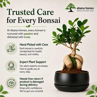 Ficus Microcarpa Indoor Bonsai Tree – 5 Years, Metal Tray Pot