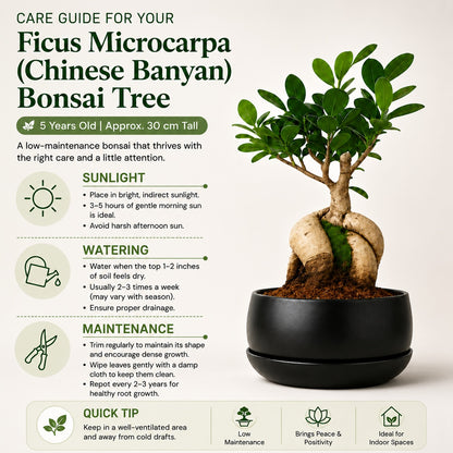 Ficus Microcarpa Indoor Bonsai Tree – 5 Years, Metal Tray Pot