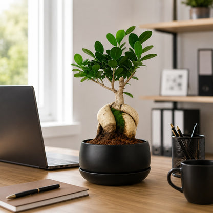 Ficus Microcarpa Indoor Bonsai Tree – 5 Years, Metal Tray Pot