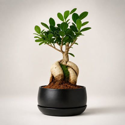 Ficus Microcarpa Indoor Bonsai Tree – 5 Years, Metal Tray Pot