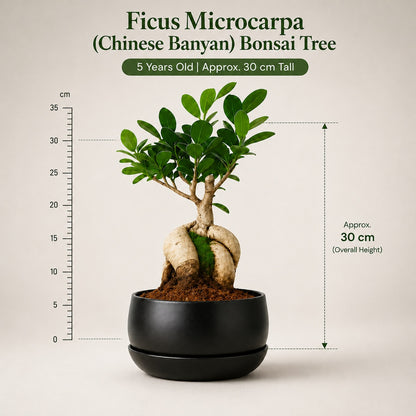 Ficus Microcarpa Indoor Bonsai Tree – 5 Years, Metal Tray Pot