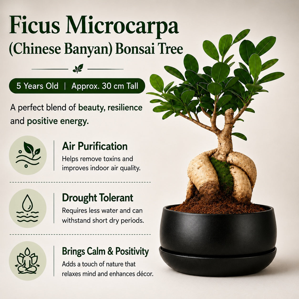 Ficus Microcarpa Indoor Bonsai Tree – 5 Years, Metal Tray Pot
