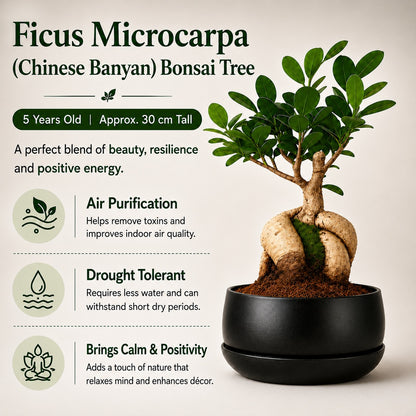 Ficus Microcarpa Indoor Bonsai Tree – 5 Years, Metal Tray Pot