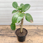 Banyan Bonsai Plant
