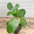 Banyan Bonsai Plant
