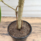 Banyan Bonsai Plant