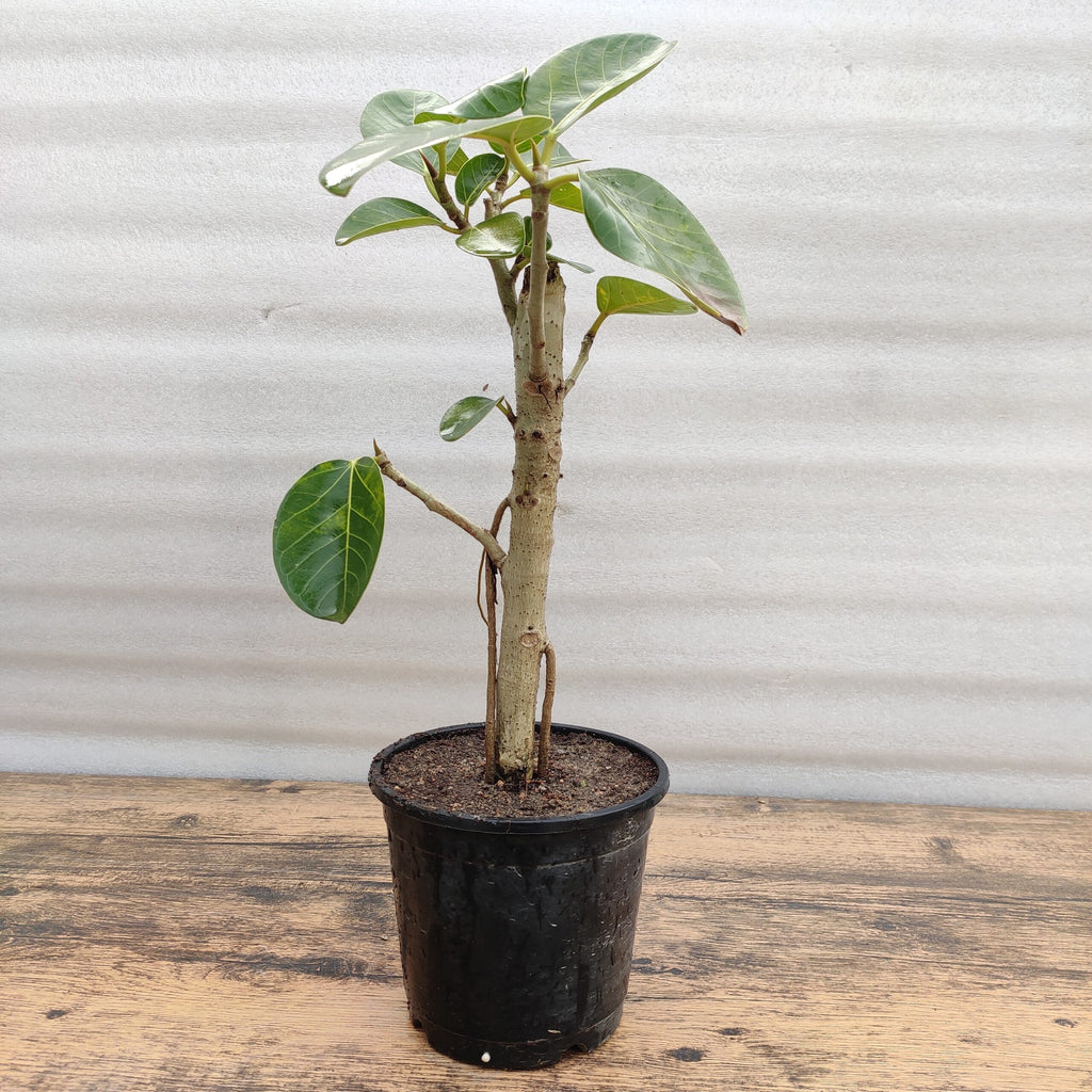 Banyan Bonsai Plant