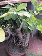 Buy Banyan Bonsai - 8 year old - Abana Homes