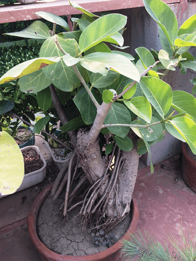 Buy Banyan Bonsai - 8 year old - Abana Homes