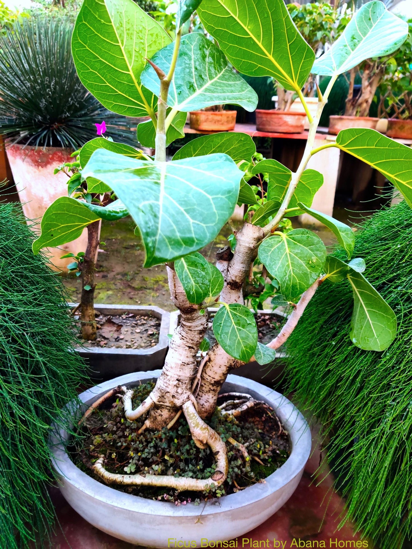 Buy Flowering Bougainvillea Bonsai - 6 Year old - Abana Homes