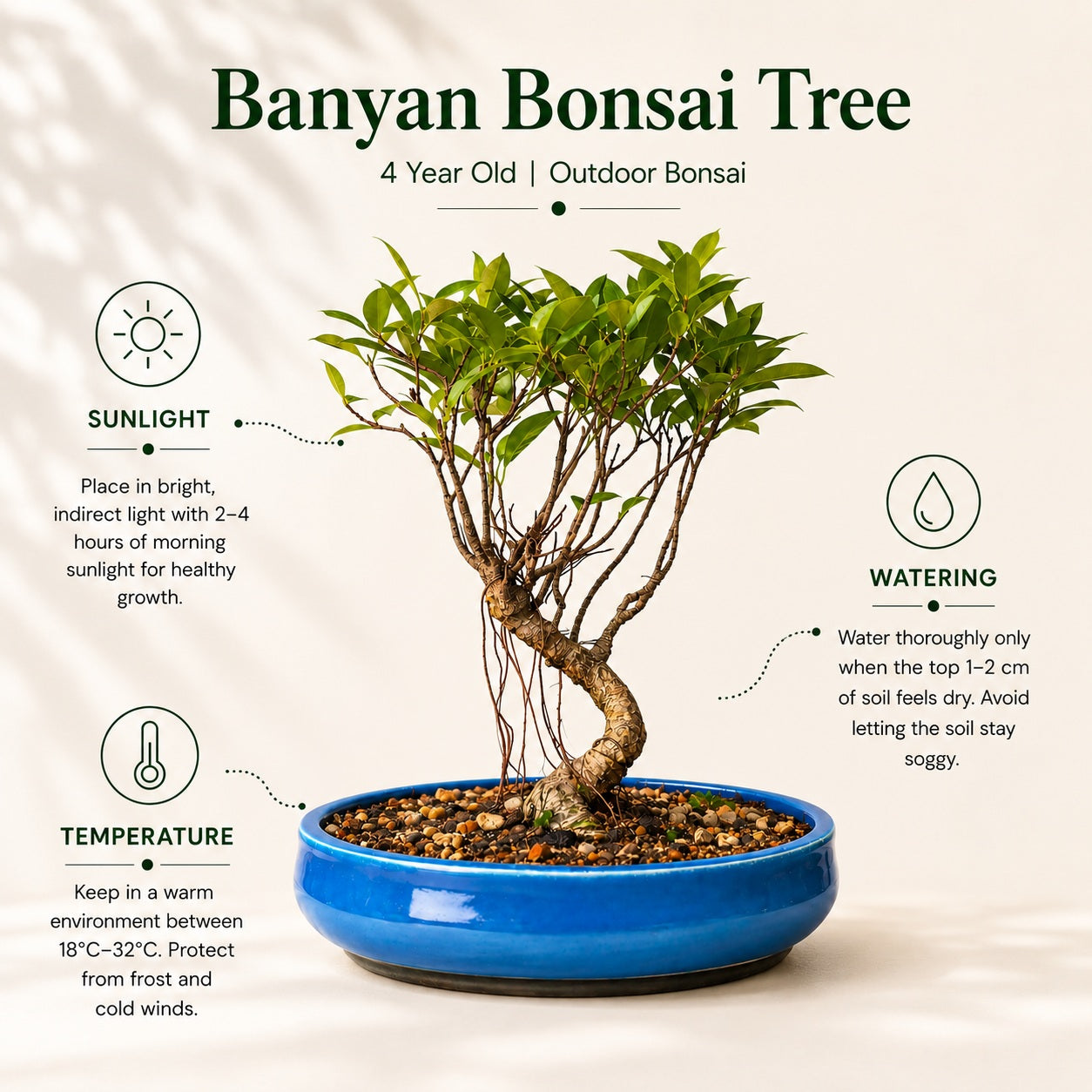 Banyan Bonsai Tree – 4-Year Outdoor Ficus, Blue Ceramic Pot