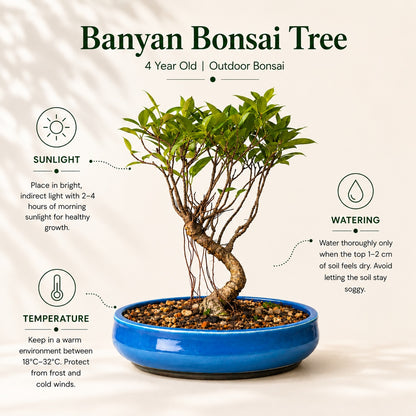 Banyan Bonsai Tree – 4-Year Outdoor Ficus, Blue Ceramic Pot