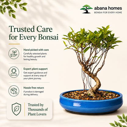 Banyan Bonsai Tree – 4-Year Outdoor Ficus, Blue Ceramic Pot