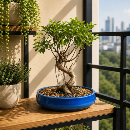 Banyan Bonsai Tree – 4-Year Outdoor Ficus, Blue Ceramic Pot