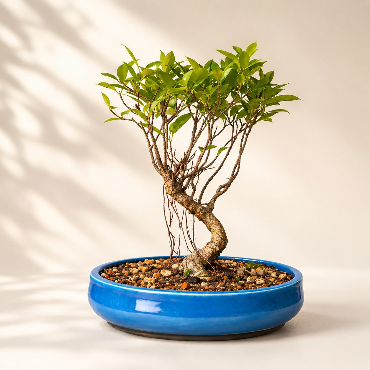 Banyan Bonsai Tree – 4-Year Outdoor Ficus, Blue Ceramic Pot