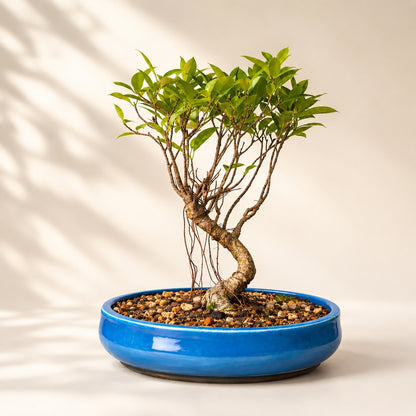 Banyan Bonsai Tree – 4-Year Outdoor Ficus, Blue Ceramic Pot