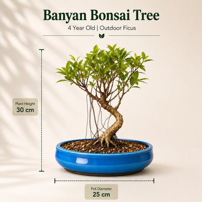 Banyan Bonsai Tree – 4-Year Outdoor Ficus, Blue Ceramic Pot