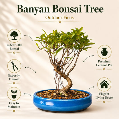 Banyan Bonsai Tree – 4-Year Outdoor Ficus, Blue Ceramic Pot