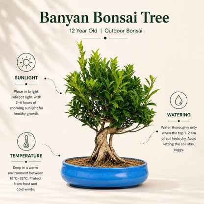 Banyan Bonsai Tree – 12-Year Outdoor Ficus, Ceramic Pot