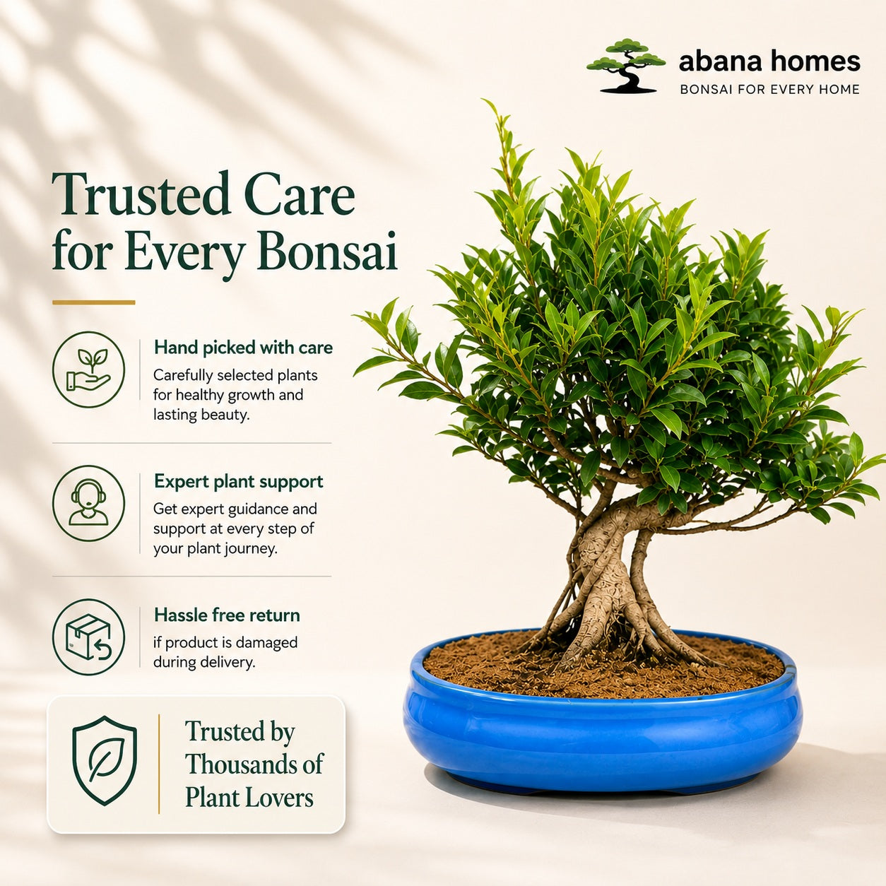 Banyan Bonsai Tree – 12-Year Outdoor Ficus, Ceramic Pot