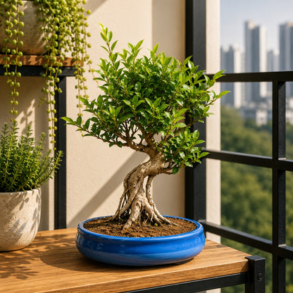 Banyan Bonsai Tree – 12-Year Outdoor Ficus, Ceramic Pot