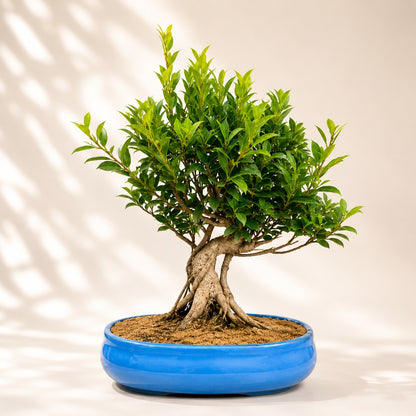 Banyan Bonsai Tree – 12-Year Outdoor Ficus, Ceramic Pot