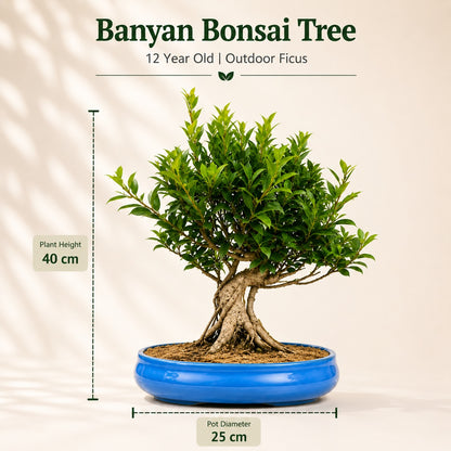 Banyan Bonsai Tree – 12-Year Outdoor Ficus, Ceramic Pot