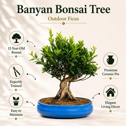 Banyan Bonsai Tree – 12-Year Outdoor Ficus, Ceramic Pot