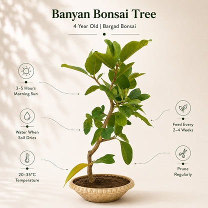 Banyan Bonsai Tree – 4-Year Bargad, Plastic Pot
