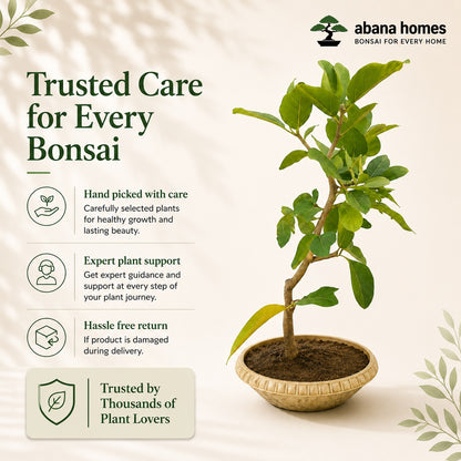Banyan Bonsai Tree – 4-Year Bargad, Plastic Pot