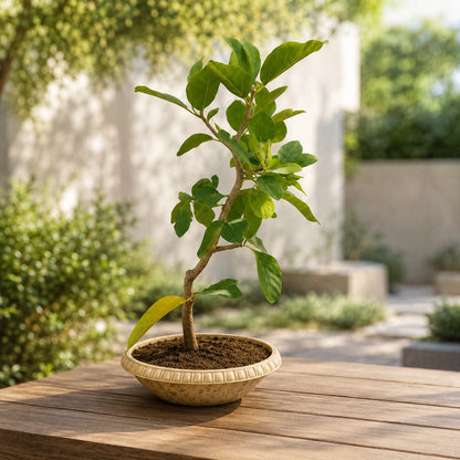 Banyan Bonsai Tree – 4-Year Bargad, Plastic Pot