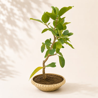 Banyan Bonsai Tree – 4-Year Bargad, Plastic Pot