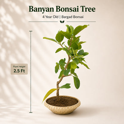 Banyan Bonsai Tree – 4-Year Bargad, Plastic Pot