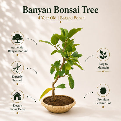 Banyan Bonsai Tree – 4-Year Bargad, Plastic Pot