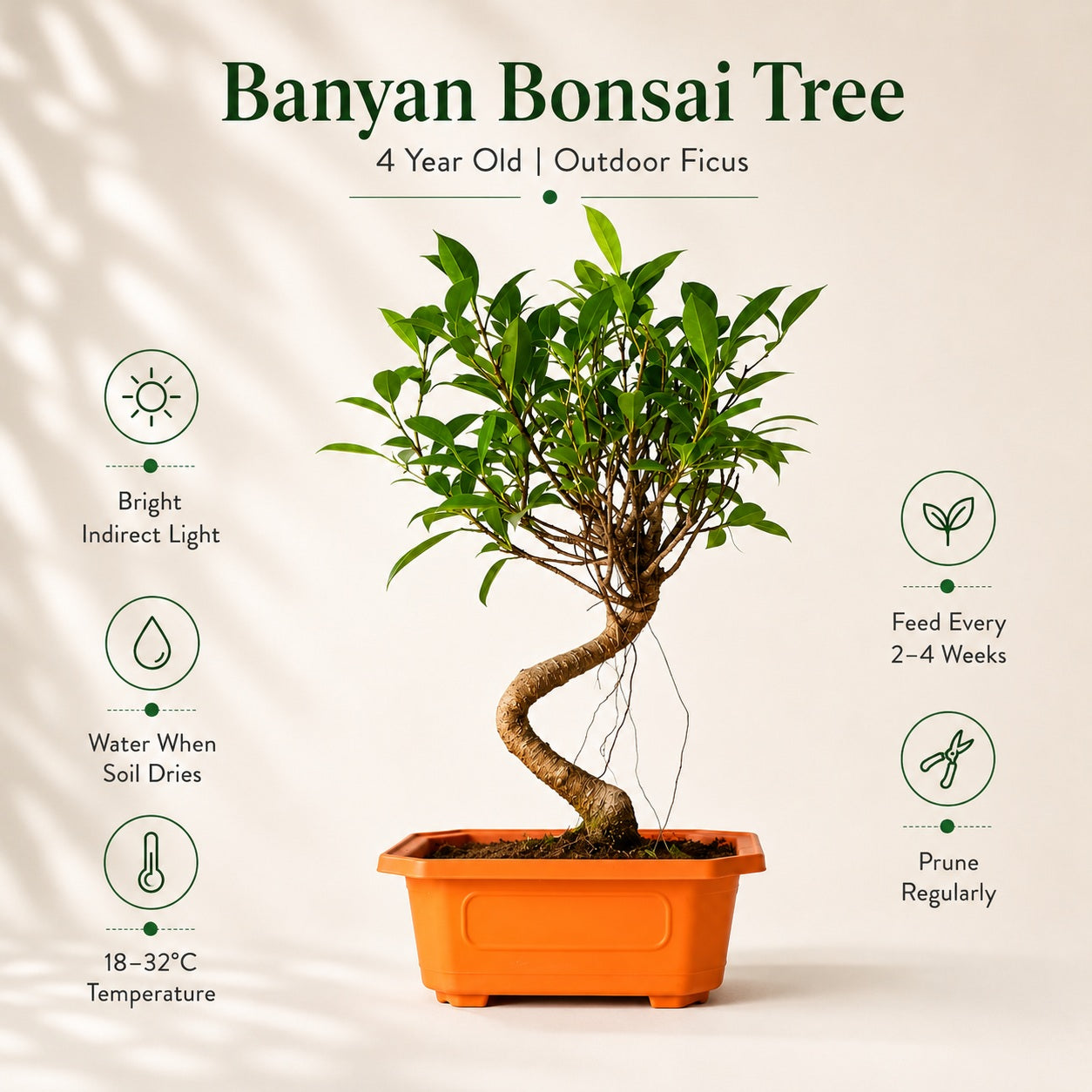 Banyan Bonsai Tree – 4-Year Outdoor Ficus, Plastic Pot