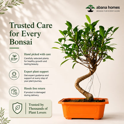 Banyan Bonsai Tree – 4-Year Outdoor Ficus, Plastic Pot