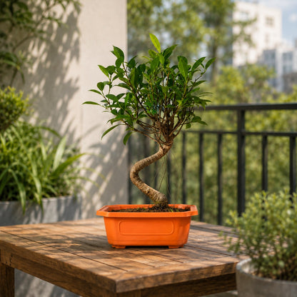 Banyan Bonsai Tree – 4-Year Outdoor Ficus, Plastic Pot
