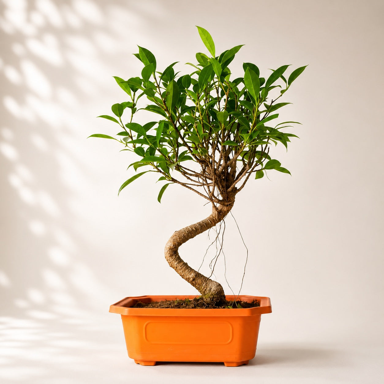 Banyan Bonsai Tree – 4-Year Outdoor Ficus, Plastic Pot