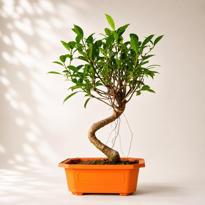Banyan Bonsai Tree – 4-Year Outdoor Ficus, Plastic Pot