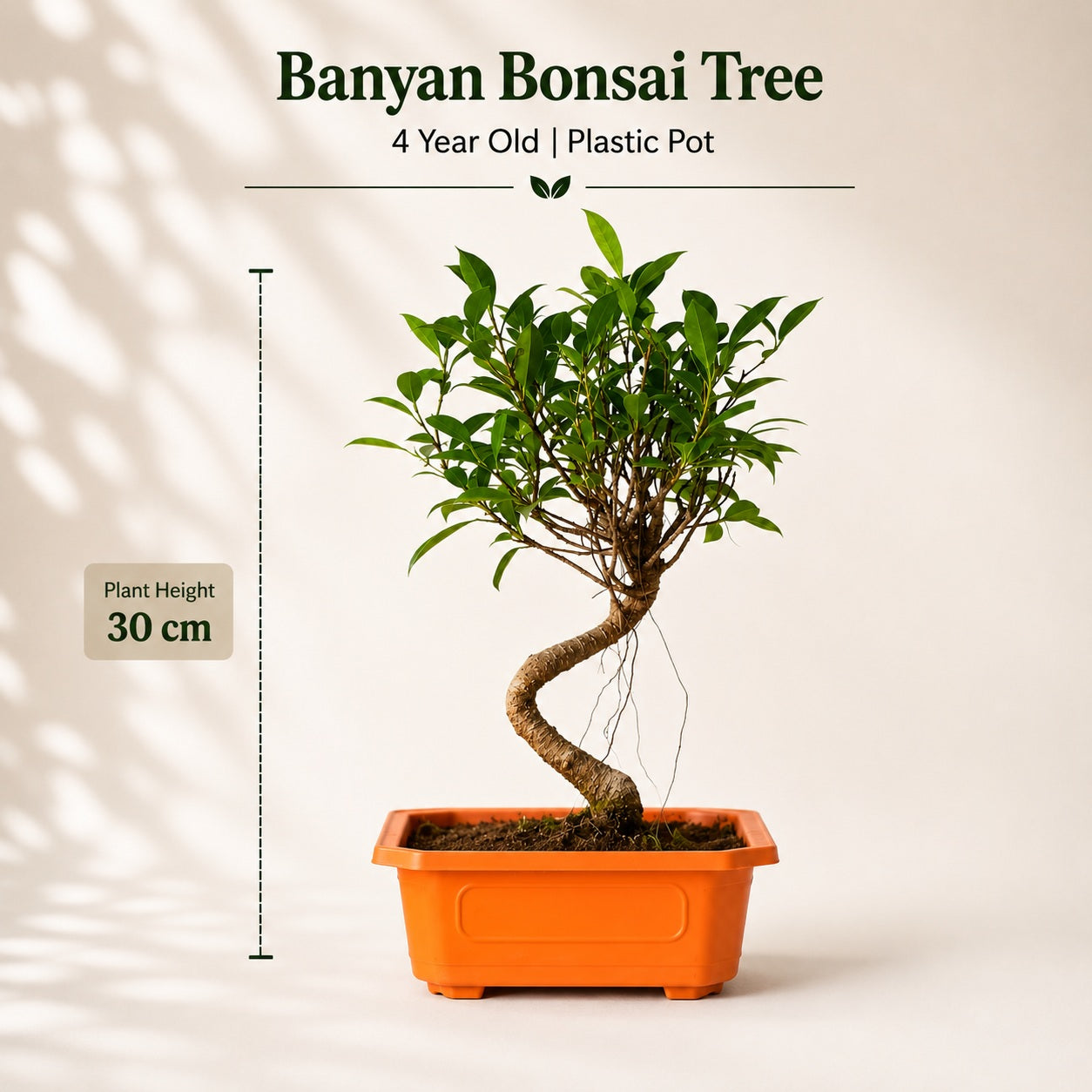 Banyan Bonsai Tree – 4-Year Outdoor Ficus, Plastic Pot