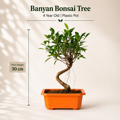 Banyan Bonsai Tree – 4-Year Outdoor Ficus, Plastic Pot