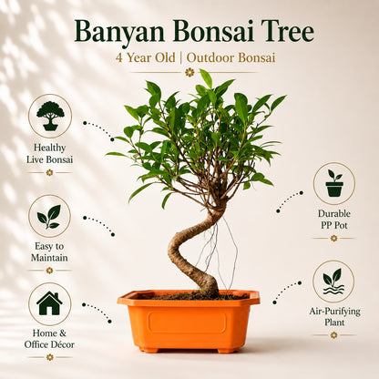 Banyan Bonsai Tree – 4-Year Outdoor Ficus, Plastic Pot
