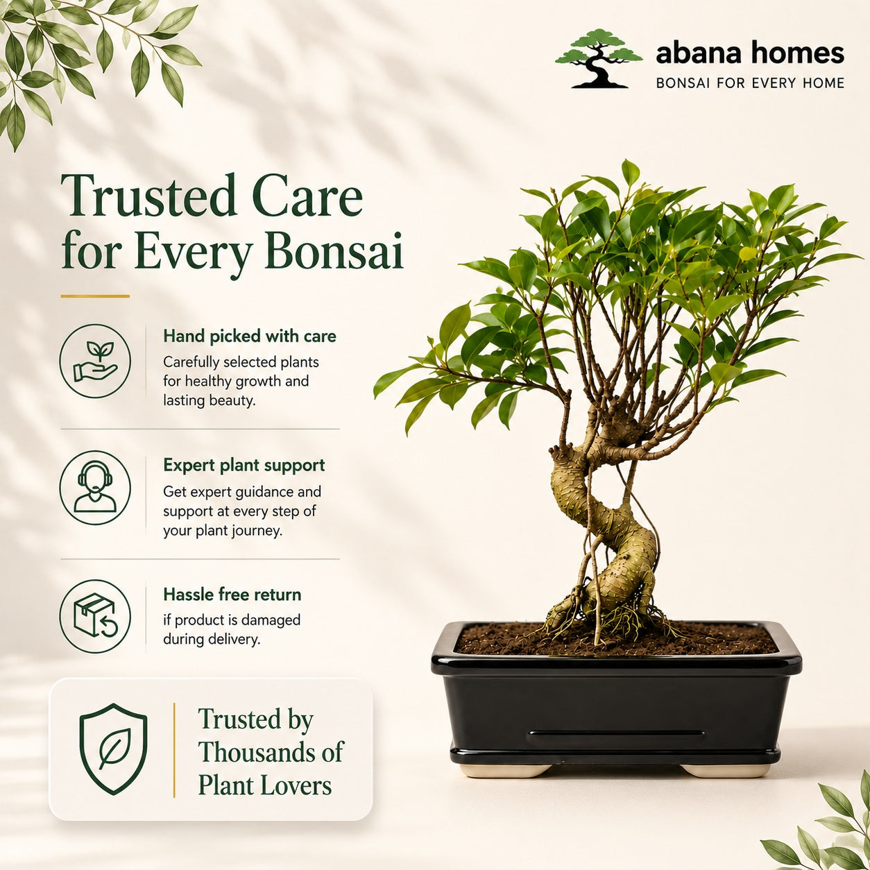 Banyan Bonsai Tree – 5-Year Outdoor Ficus, Ceramic Pot