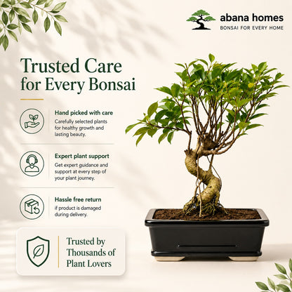 Banyan Bonsai Tree – 5-Year Outdoor Ficus, Ceramic Pot