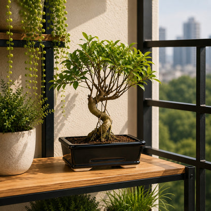 Banyan Bonsai Tree – 5-Year Outdoor Ficus, Ceramic Pot