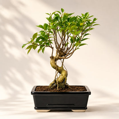 Banyan Bonsai Tree – 5-Year Outdoor Ficus, Ceramic Pot