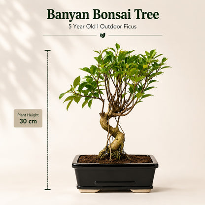 Banyan Bonsai Tree – 5-Year Outdoor Ficus, Ceramic Pot