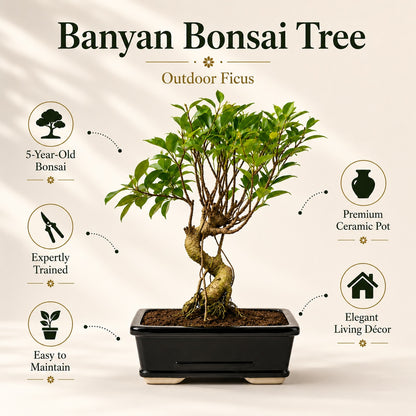 Banyan Bonsai Tree – 5-Year Outdoor Ficus, Ceramic Pot