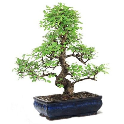 Stylish MultiCurve Chinese Elm Bonsai Tree 15 Years 45 cm